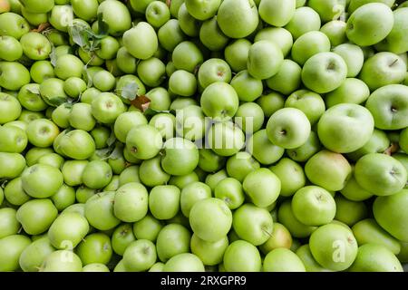 Large collection of green Granny Smith apples during fall harvest with leaves and stalks Stock Photo