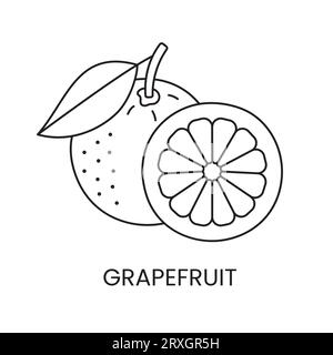 Grapefruit line icon in vector, citrus fruit illustration Stock Vector