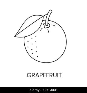 Grapefruit line icon in vector, citrus fruit illustration Stock Vector