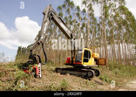 salvador, bahia, brazil - november 30, 2010: machine for cutting eucalyptus wood is seen on a plantation in southern Bahia. Stock Photo