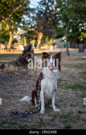 Charismatic Border Collie, sitting down, smiling and looking at camera Stock Photo