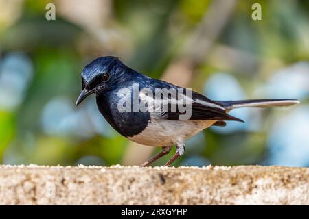A Oriental Magpie looking down from a wall Stock Photo