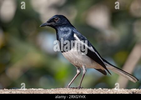 A Oriental Magpie looking into the Camera Stock Photo