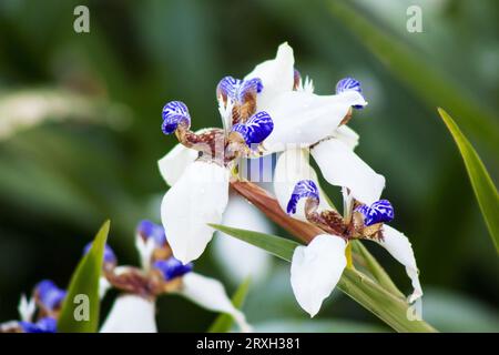 Neomarica gracilis, walking iris in neutral background Stock Photo