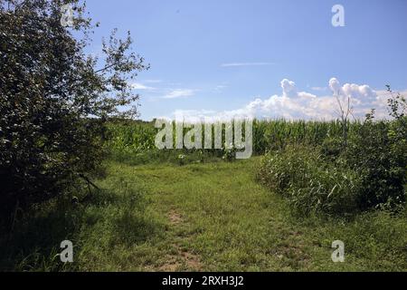 Grass  path at the entrance of a corn field on a sunny day in the italian countryside Stock Photo
