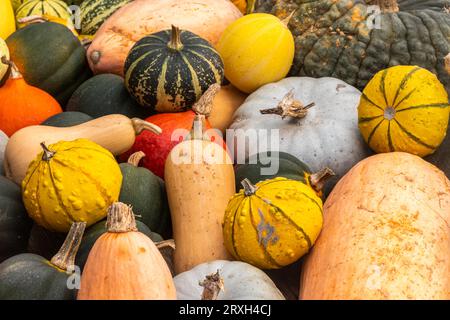 Selection of pumpkins and squashes, autumn fall halloween home grown produce vegetables. Assorted colourful colorful gourds. Stock Photo