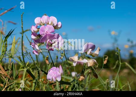 Wonderful blossoms of the perennial pea, lathyrus latifolius, against a bright blue sky Stock Photo