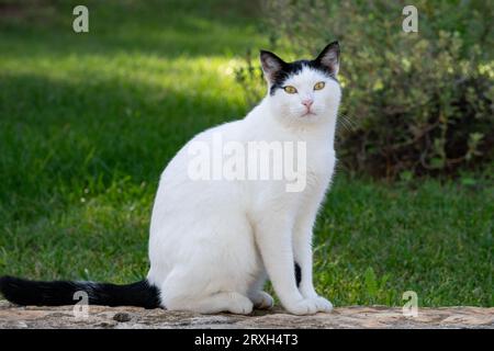 Street Cats Stock Photo