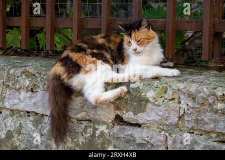Street Cats Stock Photo