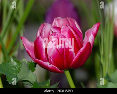 beautiful pink  flower on spring time Stock Photo