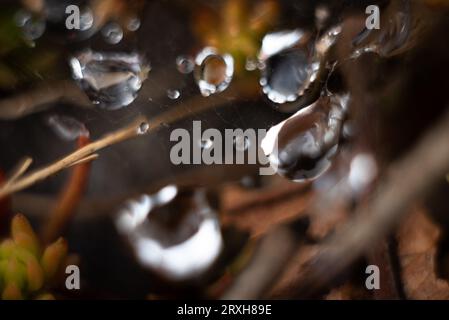 water drops on spider web Stock Photo