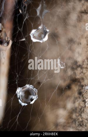 water drops on spider web Stock Photo