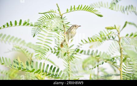 Close up of Ashy Prinia sitting on pearl millet corn. Ashy prinia or ashy wren-warbler (Prinia socialis). Beautiful View of Ashy Prinia Bird. Wildlife Stock Photo