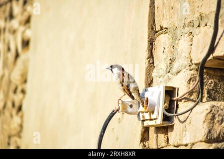 Portrait of Eurasian Tree Sparrow - Passer montanus common perching bird.House sparrow female songbird (Passer domesticus) sitting singing on wire and Stock Photo