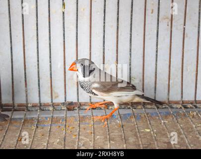 A high angle shot of zebra finch birds sitting in Cage in market for sale. Beautiful Amadins birds in cage. Zebra finch birds in bird's market. Beauti Stock Photo