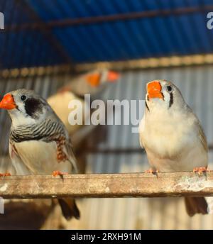 A high angle shot of zebra finch birds sitting in Cage in market for sale. Beautiful Amadins birds in cage. Zebra finch birds in bird's market. Beauti Stock Photo