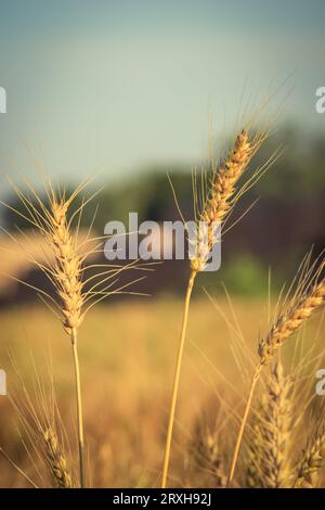 Close up of wheat grain ears. Ears of golden wheat close up. Beautiful Nature Sunset Landscape. Background of ripening ears of meadow wheat field. Ric Stock Photo