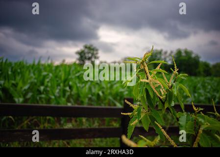 Corn field and stormy dark sky, in cultivated landscape, Serbia, Mionica Stock Photo