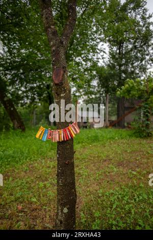 Multicolored clamps strung on a metal circle and hung on a tree Stock Photo