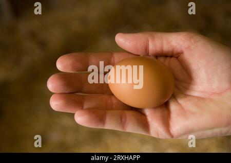 Close-up of a hand holding a New Hampshire Red hen chicken egg; Davey, Nebraska, United States of America Stock Photo