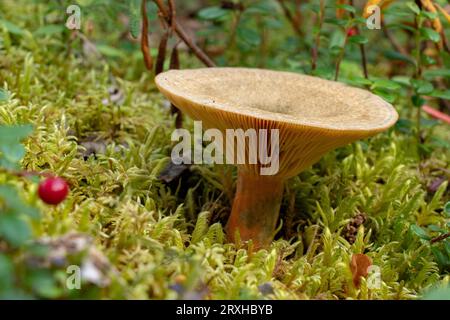Mushroom (Hygrophoropsidaceae) in the underbrush of the Yukon forest; Yukon, Canada Stock Photo