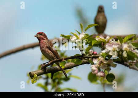 Beautiful male House Finch (Haemorhous mexicanus) perched on a flowering apple tree branch; Olympia, Washington, United States of America Stock Photo