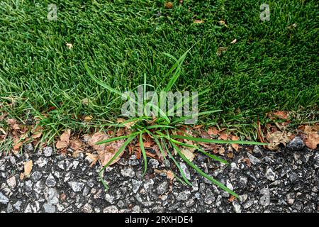 Real grass grows as weed at edge of artificial turf Stock Photo