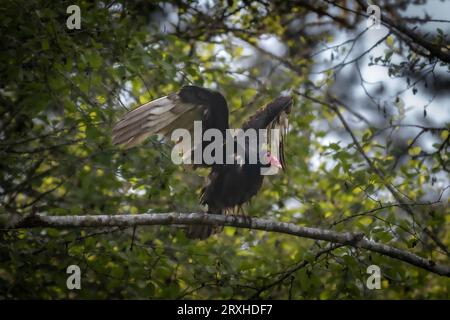 Adult Turkey vulture (Cathartes aura) perched in a tree ready to take flight; Olympia, Washington, United States of America Stock Photo