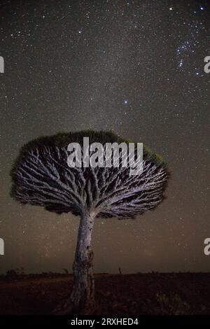 Milky way shines above a Dragon blood tree (Dracaena cinnabari); Socotra Island, Yemen Stock Photo