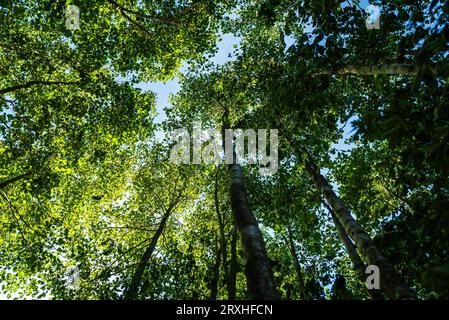 forest seen from below in spring Stock Photo
