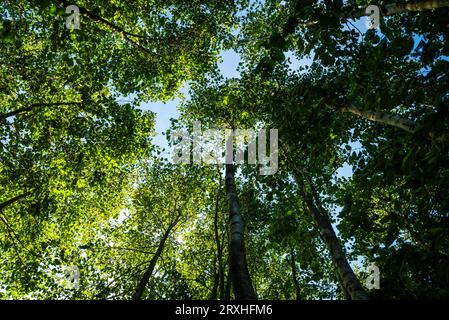 forest seen from below in spring Stock Photo