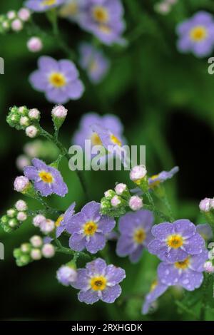 Forget-Me-Not Ak State Flower Covered In Dew Sc Ak Anchorage Garden Stock Photo