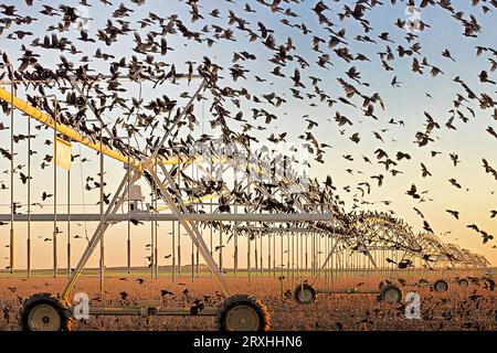 Grackles gather on a center-pivot sprinkler to feed on a newly harvested cotton field.; Muleshoe, Texas. Stock Photo