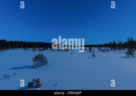 Snowy bog in pine forests of northern Pirkanmaa in blue winter moonlight Stock Photo