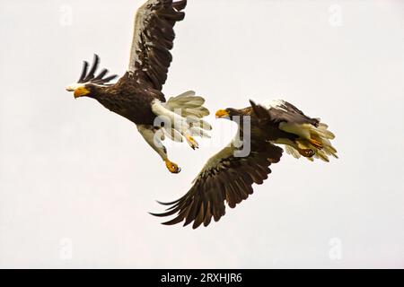 Steller's sea-eagles hone in on a salmon run to feed. Kurilskoe Lake preserve is the gem of the Russian preserve system, and these soaring birds of pr Stock Photo