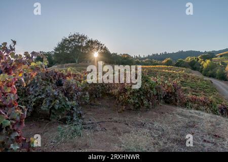 A sunset is taking place in a vineyard. The sun is shining through an oak tree. The vineyard is partly lit. It is autumn with the fall colors. A blue Stock Photo