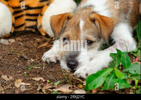 A Cute Scruffy Puppy Dog Is Outdoors Lying Down With A Sad Lazy look On His face Stock Photo