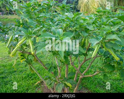 Brugmansia. angel trumpets. Tree-like shrub in the south. Yellow flowers. Bells. The buds of the culture have a persistent characteristic aroma, which Stock Photo