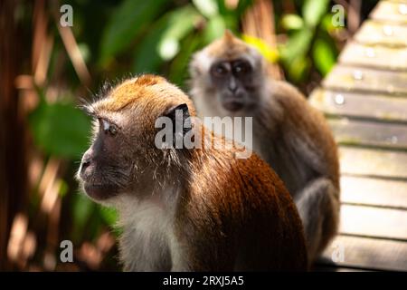 A group of Macaque monkeys sit on a boardwalk, one appears to be gazing thoughtfully into the jungle of Singapore. Stock Photo