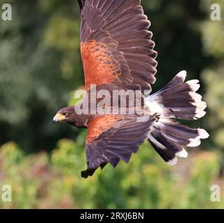 Harris's hawk flying on the green background Stock Photo