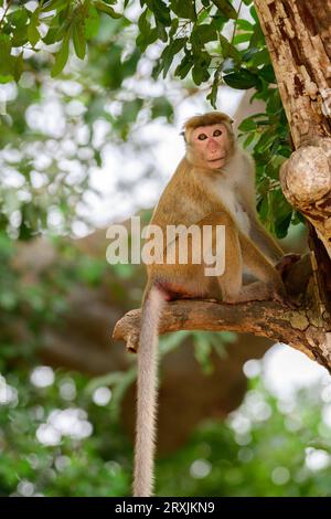 Young toque macaque monkey sitting on the edge of a broken branch and looking at the camera, in its natural habitat at Yala national park. Stock Photo