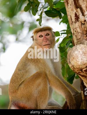 Young toque macaque monkey sitting on a branch and looking at the camera close-up shot, at Yala national park. Stock Photo