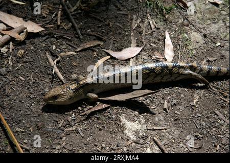 I nearly stepped on this Blotched Blue Tongue Lizard (Tiliqua Nigrolutea) - also known as the Southern Blue Tongue - at Hochkins Ridge Reserve. Stock Photo