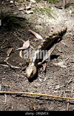 I nearly stepped on this Blotched Blue Tongue Lizard (Tiliqua Nigrolutea) - also known as the Southern Blue Tongue - at Hochkins Ridge Reserve. Stock Photo