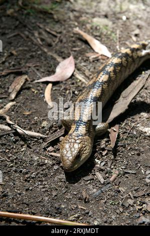 I nearly stepped on this Blotched Blue Tongue Lizard (Tiliqua Nigrolutea) - also known as the Southern Blue Tongue - at Hochkins Ridge Reserve. Stock Photo