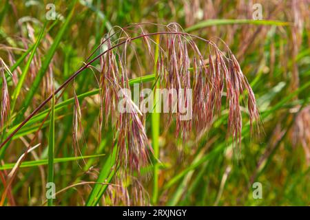 The plant Bromus sterilis, anysantha sterilis, or barren brome belongs to the Poaceae family at the time of flowering. wild cereal plant Bromus steril Stock Photo