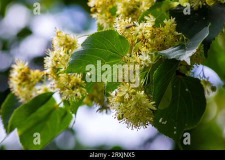Tilia cordata linden tree branches in bloom, springtime flowering small leaved lime, green leaves in spring daylight. Stock Photo