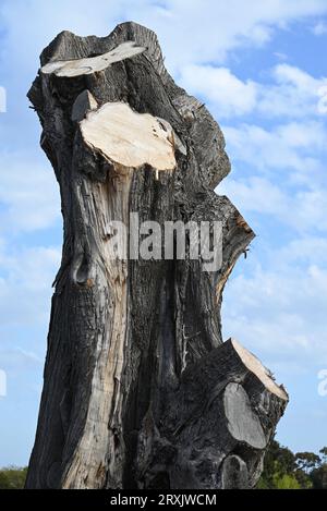 Tree trunk with all of its limbs and branches chopped off, with blue cloud filled sky in the background Stock Photo