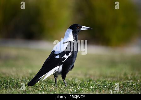 Side view of a male Australian magpie standing on a neat lawn, its eye gleaming, with out of focus plants in the background Stock Photo