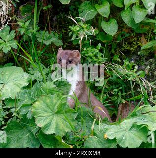 Stoat (Mustela erminea) adult hunting along undergrowth covered stone wall. Stock Photo